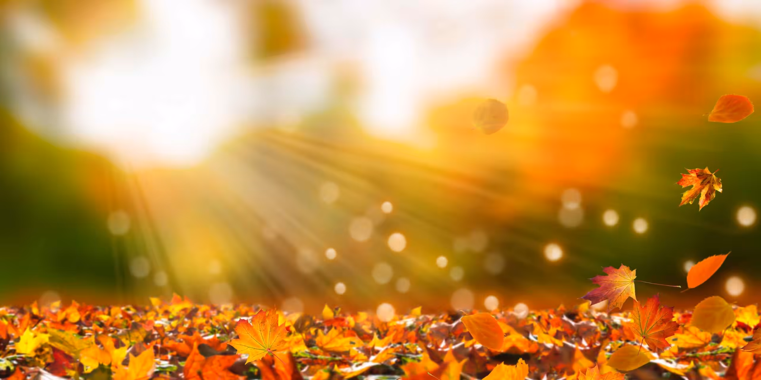 Fall fragrances: the complete guide to the season's scents